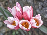 Tulipa cretica 14, Saxifraga-Harry Jans