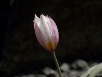 Tulipa cretica 2, Saxifraga-Willem van Kruijsbergen