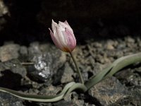 Tulipa cretica 3, Saxifraga-Willem van Kruijsbergen