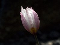 Tulipa cretica 4, Saxifraga-Willem van Kruijsbergen