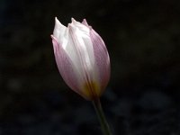 Tulipa cretica 5, Saxifraga-Willem van Kruijsbergen