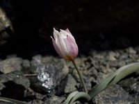 Tulipa cretica 6, Saxifraga-Willem van Kruijsbergen