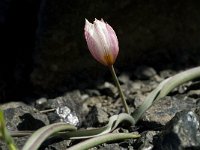 Tulipa cretica 7, Saxifraga-Jan van der Straaten
