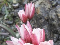Tulipa cretica 8, Saxifraga-Harry Jans