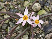 Tulipa cretica 9, Saxifraga-Harry Jans
