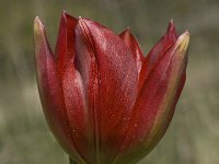 Tulipa doerfleri 10, Saxifraga-Willem van Kruijsbergen
