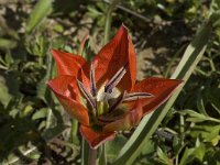 Tulipa doerfleri 11, Saxifraga-Willem van Kruijsbergen