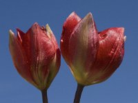 Tulipa doerfleri 12, Saxifraga-Willem van Kruijsbergen
