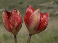 Tulipa doerfleri 13, Saxifraga-Willem van Kruijsbergen