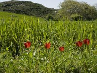 Tulipa doerfleri 14, Saxifraga-Willem van Kruijsbergen