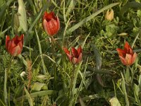 Tulipa doerfleri 19, Saxifraga-Willem van Kruijsbergen
