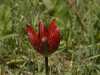 Tulipa doerfleri 2, Saxifraga-Willem van Kruijsbergen