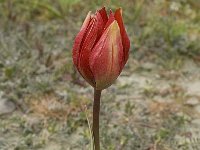 Tulipa doerfleri 22, Saxifraga-Willem van Kruijsbergen