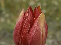 Tulipa doerfleri 23, Saxifraga-Willem van Kruijsbergen