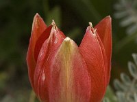 Tulipa doerfleri 24, Saxifraga-Willem van Kruijsbergen
