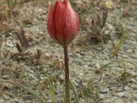 Tulipa doerfleri 26, Saxifraga-Willem van Kruijsbergen