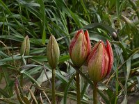 Tulipa doerfleri 27, Saxifraga-Harry Jans