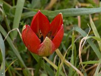 Tulipa doerfleri 28, Saxifraga-Harry Jans