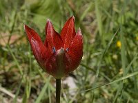 Tulipa doerfleri 3, Saxifraga-Willem van Kruijsbergen