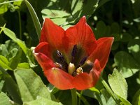Tulipa doerfleri 4, Saxifraga-Willem van Kruijsbergen