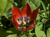 Tulipa doerfleri 5, Saxifraga-Willem van Kruijsbergen