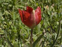 Tulipa doerfleri 6, Saxifraga-Willem van Kruijsbergen