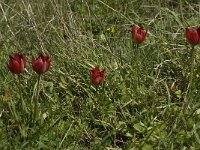 Tulipa doerfleri 7, Saxifraga-Willem van Kruijsbergen