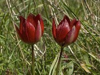 Tulipa doerfleri 8, Saxifraga-Willem van Kruijsbergen