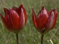 Tulipa doerfleri 9, Saxifraga-Willem van Kruijsbergen