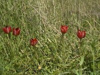 Tulipa hageri