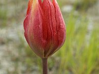 Tulipa hageri 10, Saxifraga-Jan van der Straaten