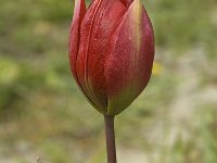 Tulipa hageri 11, Saxifraga-Jan van der Straaten