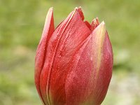 Tulipa hageri 12, Saxifraga-Jan van der Straaten