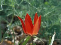 Tulipa hageri 14, Saxifraga-Jan van der Straaten