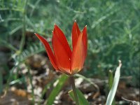 Tulipa hageri 15, Saxifraga-Jan van der Straaten