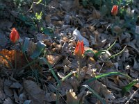 Tulipa hageri 16, Saxifraga-Jan van der Straaten