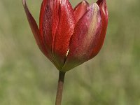 Tulipa hageri 2, Saxifraga-Jan van der Straaten