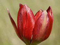 Tulipa hageri 3, Saxifraga-Jan van der Straaten