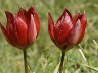 Tulipa hageri 4, Saxifraga-Jan van der Straaten
