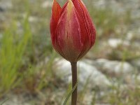 Tulipa hageri 7, Saxifraga-Jan van der Straaten
