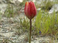 Tulipa hageri 8, Saxifraga-Jan van der Straaten