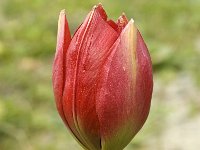Tulipa hageri 9, Saxifraga-Jan van der Straaten