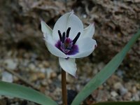 Tulipa humilis albocaerulea 2, Saxifraga-Willem van Kruijsbergen