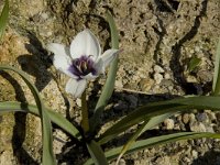 Tulipa humilis albocaerulea 3, Saxifraga-Willem van Kruijsbergen