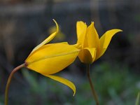 Tulipa sylvestris 20, Saxifraga-Jeroen Willemsen