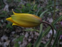 Tulipa sylvestris 23, Saxifraga-Rutger Barendse