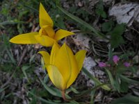 Tulipa sylvestris 24, Saxifraga-Rutger Barendse