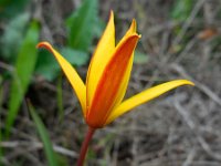 Tulipa sylvestris ssp australis 27, Saxifraga-Ed Stikvoort