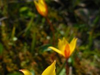 Tulipa sylvestris ssp australis 28, Saxifraga-Ed Stikvoort
