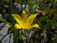 Tulipa sylvestris ssp australis 34, Saxifraga-Ed Stikvoort